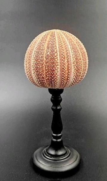 Zeeappel zee egel op handgedraaide standaard beschikbaar voor biedingen