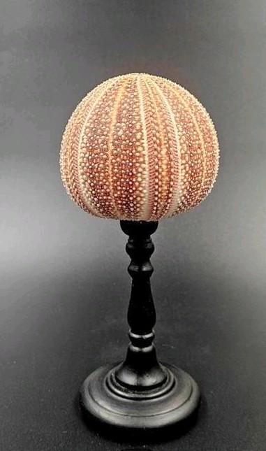 Zeeappel zee egel op handgedraaide standaard, Huis en Inrichting, Lampen | Tafellampen, Zo goed als nieuw, Minder dan 50 cm, Ophalen of Verzenden