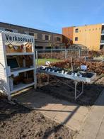 (Moes)tuinplantjes, Tuin en Terras, Planten | Tuinplanten, Ophalen, Volle zon, Groenteplanten, Eenjarig
