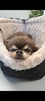 Hondenoppas oppas hond kattenoppas, Overige vormen