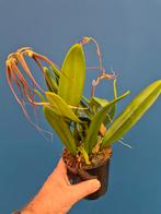 Orchidee Bulbophyllum Elizabeth Ann p12 (4), Huis en Inrichting, Kamerplanten, Ophalen of Verzenden, Halfschaduw, Minder dan 100 cm