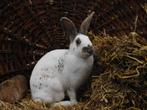 Mooie jonge Papillon konijnen | Volledig ingeënt, Dieren en Toebehoren, Konijnen, Meerdere dieren, Groot, 0 tot 2 jaar