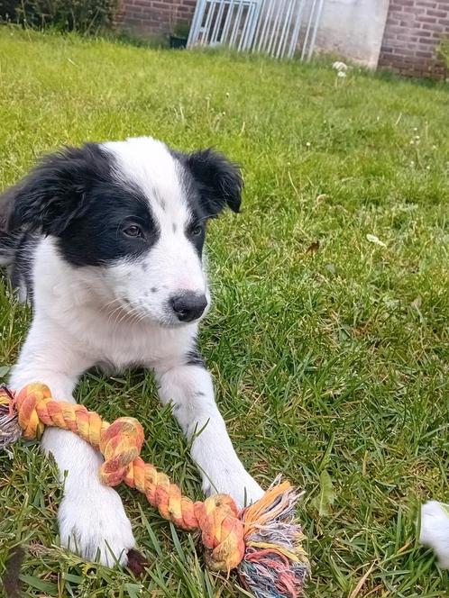 Border collie pups met ISDS stamboom, Dieren en Toebehoren, Honden | Herdershonden en Veedrijvers, Meerdere dieren, Collie, Fokker | Hobbymatig