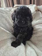 Prachtige maltipoo pup nog 1reutje ,kleinblijvend🥰, Dieren en Toebehoren, Honden | Chihuahua's en Gezelschapshonden, Overige rassen