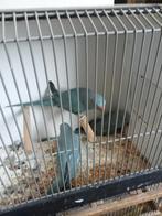 Diverse jonge halsbanden, Dieren en Toebehoren, Meerdere dieren, Parkiet