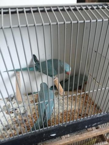 Diverse jonge halsbanden beschikbaar voor biedingen