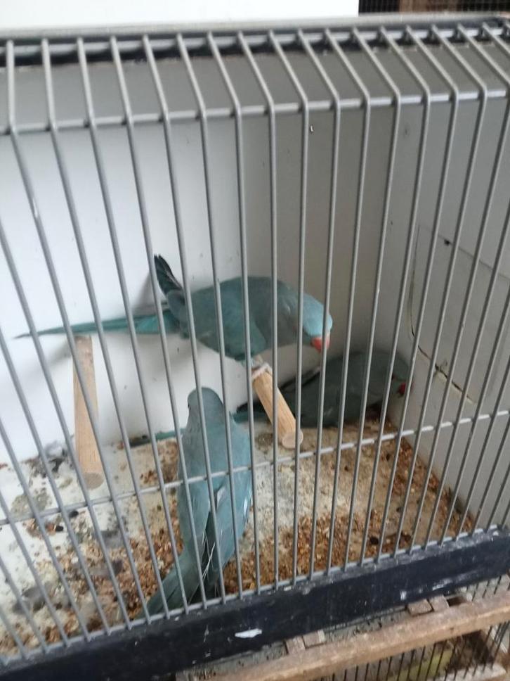 Diverse jonge halsbanden, Dieren en Toebehoren, Vogels | Parkieten en Papegaaien, Parkiet, Meerdere dieren