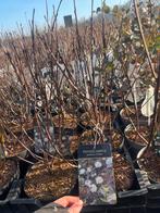 Physocarpus opulifolius 'Diabolo' - Blaasspirea, Volle zon, Vaste plant, Zomer, Ophalen