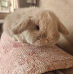 Minilop hangoor dwerg konijntjes, Dieren en Toebehoren, Mannelijk, Dwerg, Hangoor