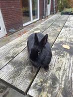 Dwergkonijnen (1 vrouwtje, 2 mannetjes), Dieren en Toebehoren, Konijnen, Meerdere dieren, Dwerg