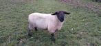 Suffolk ram, Dieren en Toebehoren, Mannelijk