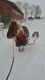 Verzorgpony's aangeboden omgeving Emlichheim, Ophalen, Nieuw, Overige soorten