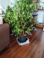 Prachtige planten voor balkon of tuin, groot, Tuin en Terras, Planten | Bomen, Overige soorten, Minder dan 100 cm, Zomer, Ophalen