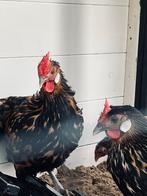 Hollandse hoen/hoender goud zwart geloverd, Dieren en Toebehoren, Pluimvee, Vrouwelijk, Kip