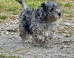 Lieve boomer pups, Dieren en Toebehoren, Meerdere, Nederland, Particulier, Reu