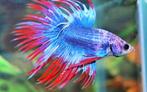 Kempvis 'Thai Flag' - Sierlijke vis voor in uw aquarium!, Dieren en Toebehoren, Vis, Zoetwatervis