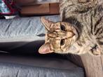 Lieve Nala zoekt gouden mandje, Dieren en Toebehoren, Katten en Kittens | Overige Katten, Poes, Kortharig, 0 tot 2 jaar