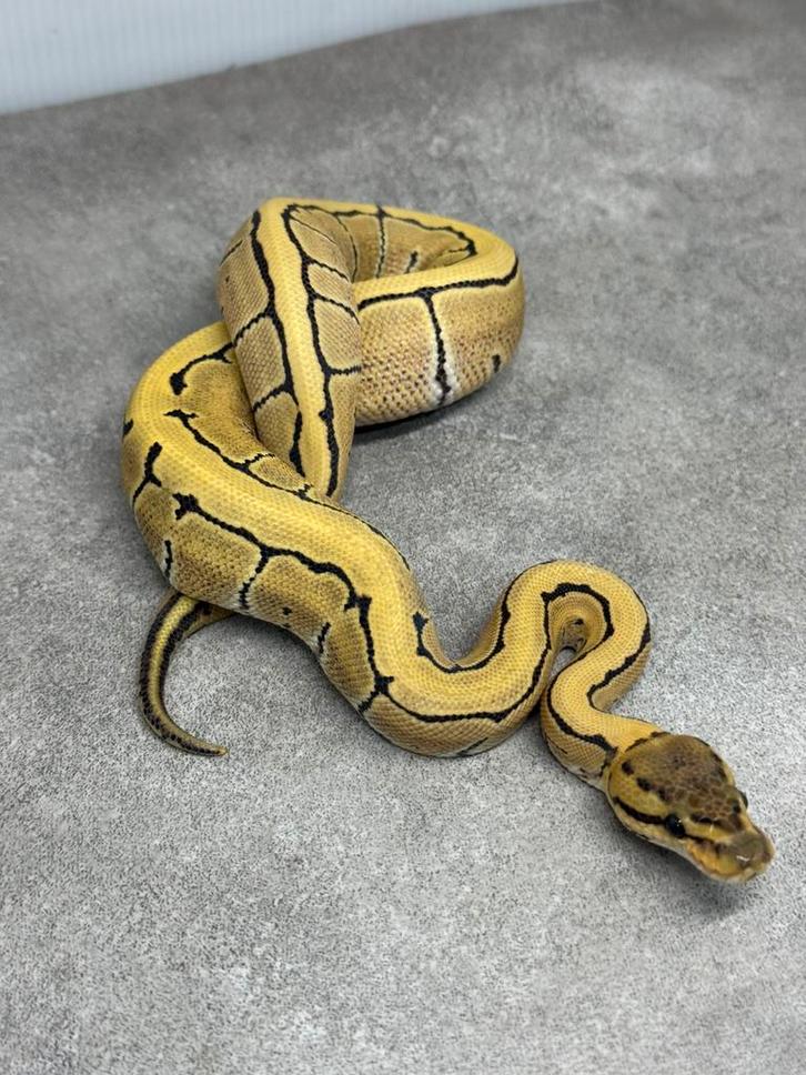 Desert ghost pinstripe vrouwtje van 2025