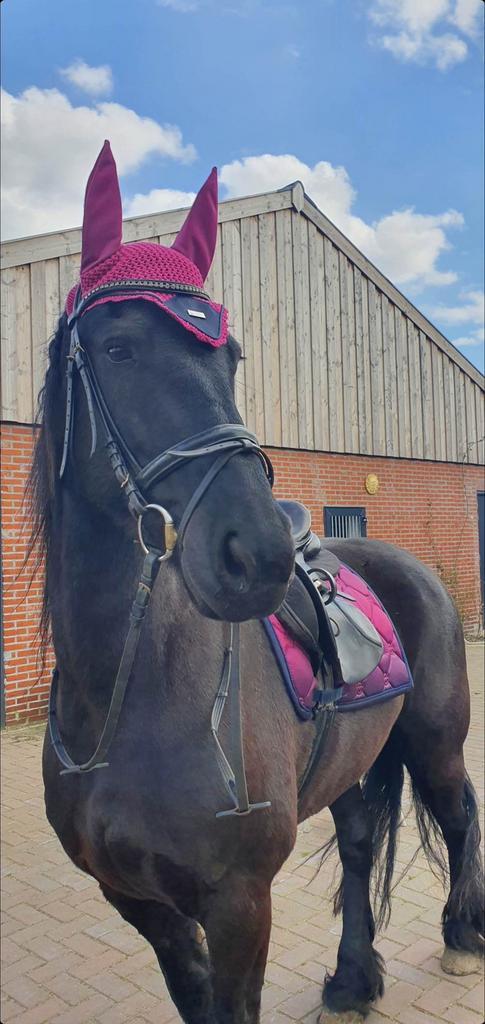 Enthousiaste bijrijder gezocht voor mijn Friese merrie., Diensten en Vakmensen, Dieren | Paarden | Verzorging, Oppas en Les