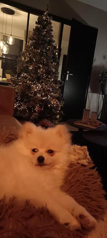 Kerstboom besneeuwd 210 cm beschikbaar voor biedingen