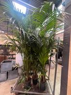 Kentia palm XXL (250cm), Ophalen