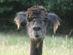 Prachtige Alpaca merrie met zwart hengst veulen, Dieren en Toebehoren, Overige Dieren, Juli, Meerdere dieren