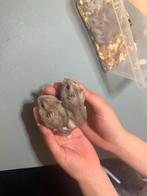 Hamsters, Hamster, Mannelijk, Tam, September