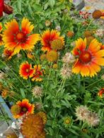 Bio zaad van de Kokardebloem, Gaillardia, Ophalen of Verzenden, Voorjaar, Halfschaduw, Zaad