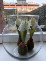 Mooie nieuwe vaas, Overige kleuren, Nieuw, Ophalen of Verzenden, Glas