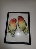 Vogel tekening in lijst zgan, Antiek en Kunst, Ophalen