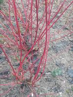 Witte kornoelje rode takken Cornus Alba, Tuin en Terras, Ophalen of Verzenden, Vaste plant, Overige soorten, Halfschaduw