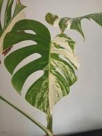 prachtige bonte Monstera, Huis en Inrichting, Kamerplanten, Ophalen, Halfschaduw, Minder dan 100 cm
