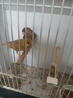 Bruin pastel geel man, Mannelijk, Kleurkanarie