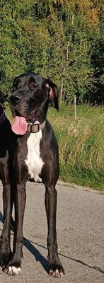 Duitse dog herplaatsers, Dieren en Toebehoren, Honden | Bulldogs, Pinschers en Molossers, Overige rassen, CDV (hondenziekte), 1 tot 2 jaar