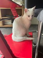Jong wit katertje, Dieren en Toebehoren, Katten en Kittens | Overige Katten, Kater, Kortharig, 0 tot 2 jaar