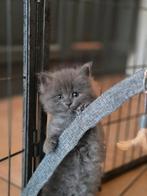 Mooie en ook lieve driekwart maine coon kwart ragdoll kitten, Meerdere dieren, Ontwormd, 0 tot 2 jaar