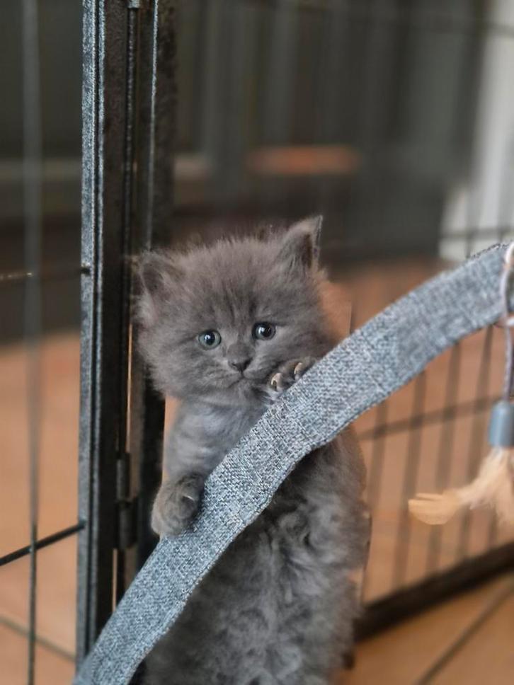 Mooie en ook lieve driekwart maine coon kwart ragdoll kitten, Dieren en Toebehoren, Katten en Kittens | Raskatten | Langhaar, Meerdere dieren