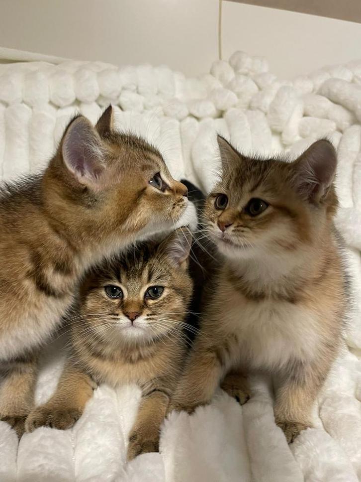 Britse korthaar kittens, Dieren en Toebehoren, Katten en Kittens | Raskatten | Korthaar, Meerdere dieren, Ontwormd, Ingeënt