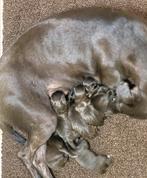 Patterdale terrier pups, Overige rassen, CDV (hondenziekte), 8 tot 15 weken, Meerdere
