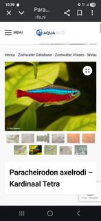 Kardinaal tetra 2 cm, Dieren en Toebehoren, Vissen | Aquariumvissen, Vis