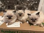 Prachtige Ragdoll kittens, Dieren en Toebehoren, Katten en Kittens | Raskatten | Langhaar, Meerdere dieren, Ontwormd, 0 tot 2 jaar