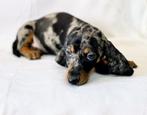 teckel pups, Dieren en Toebehoren, CDV (hondenziekte), Particulier, Meerdere, 8 tot 15 weken