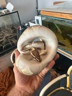 Mooie man ball/koning python, Dieren en Toebehoren, Slang, Tam, 0 tot 2 jaar
