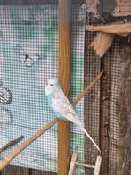 Mooi koppel Engelse grasparkieten!, Meerdere dieren, Parkiet