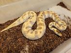 Actie! - Super Enchi Lesser Kweekvrouw - PRACHTDIER!, Slang, 3 tot 6 jaar