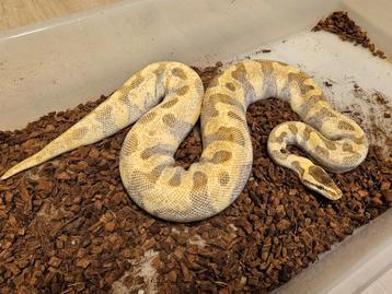 Actie! - Super Enchi Lesser Kweekvrouw - PRACHTDIER! beschikbaar voor biedingen