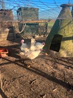 Mooie kalkoenen, Vrouwelijk, Kalkoen