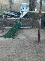 Hele mooie blauwe pauw haan te koop, Dieren en Toebehoren, Ophalen, Zo goed als nieuw