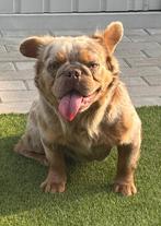 Fluffy choco Merle Tan Franse Bulldog dekreu, Dieren en Toebehoren, Honden | Bulldogs, Pinschers en Molossers, België, Fokker | Hobbymatig