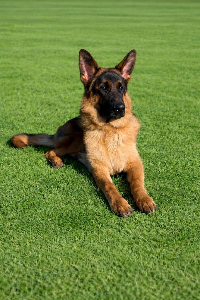 Duitse herder reu 10 maanden, Dieren en Toebehoren, Honden | Herdershonden en Veedrijvers, 15 weken tot 1 jaar, Reu, Eén hond